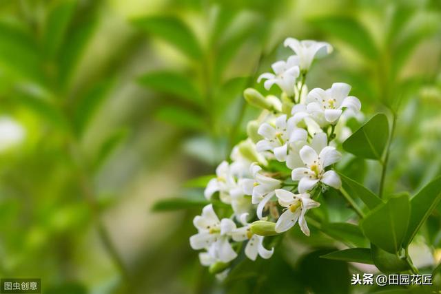 九里香 不开花 有病虫害？这样养护枝繁叶茂，花香四溢 无病虫害
