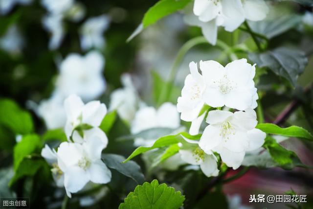 茉莉花 黄叶 只剩光杆？冬季管理要正确，直接关乎到来年的花量