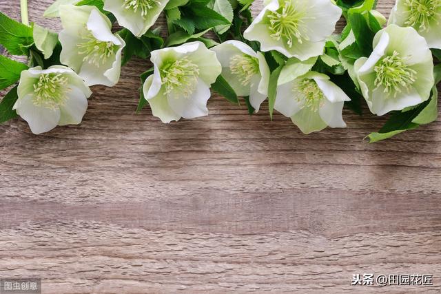铁筷子——冬季到春季开花不断，耐零下30度，养殖方法详细介绍