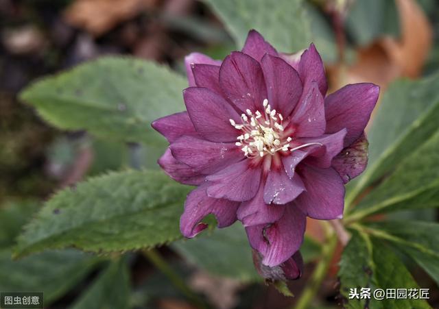 铁筷子——冬季到春季开花不断，耐零下30度，养殖方法详细介绍