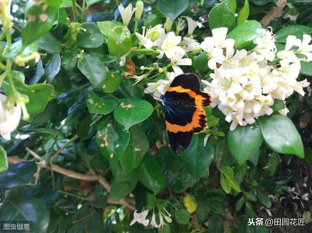 九里香 不开花 有病虫害？这样养护枝繁叶茂，花香四溢 无病虫害