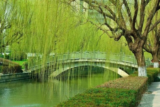 景观植物姿态全了解，都在这里啦，景观人必备