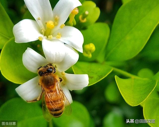 九里香 不开花 有病虫害？这样养护枝繁叶茂，花香四溢 无病虫害