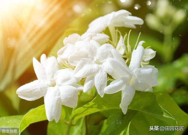 茉莉花 黄叶 只剩光杆？冬季管理要正确，直接关乎到来年的花量