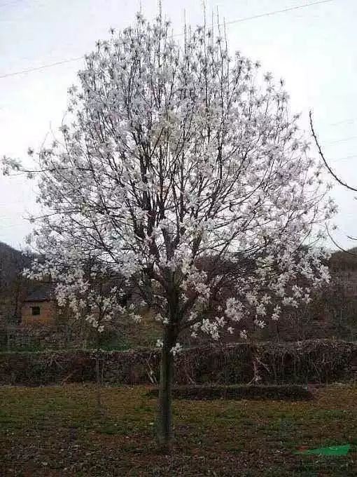 景观植物姿态全了解，都在这里啦，景观人必备