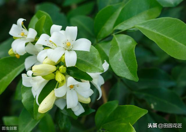 茉莉花 黄叶 只剩光杆？冬季管理要正确，直接关乎到来年的花量