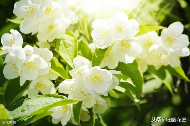 茉莉花 黄叶 只剩光杆？冬季管理要正确，直接关乎到来年的花量