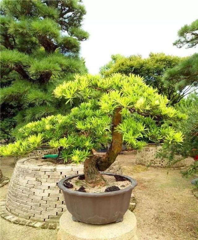 景观植物姿态全了解，都在这里啦，景观人必备