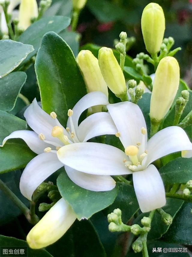 九里香 不开花 有病虫害？这样养护枝繁叶茂，花香四溢 无病虫害