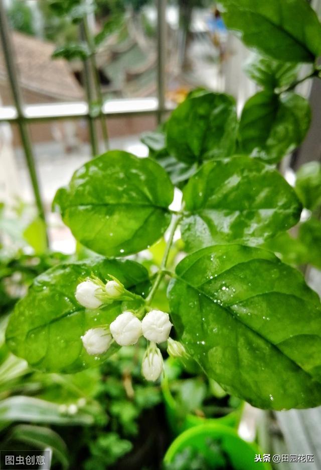 茉莉花 黄叶 只剩光杆？冬季管理要正确，直接关乎到来年的花量