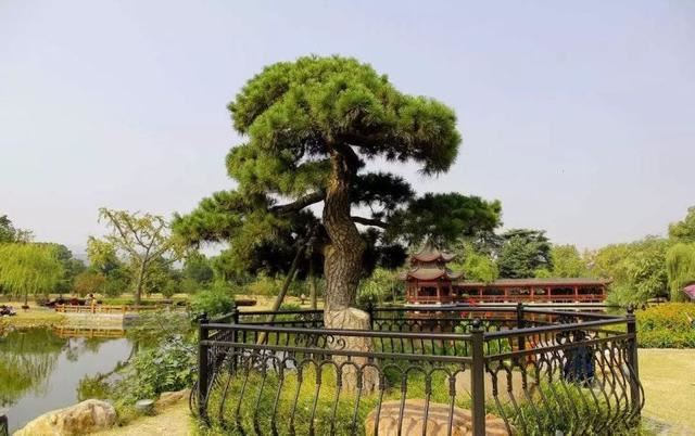 景观植物姿态全了解，都在这里啦，景观人必备