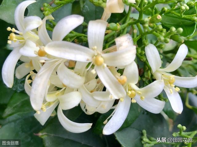 九里香 不开花 有病虫害？这样养护枝繁叶茂，花香四溢 无病虫害