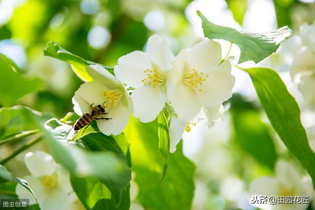 茉莉花 黄叶 只剩光杆？冬季管理要正确，直接关乎到来年的花量