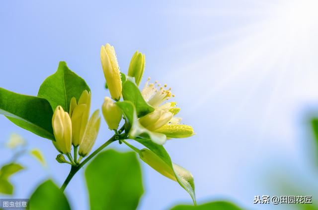 九里香 不开花 有病虫害？这样养护枝繁叶茂，花香四溢 无病虫害