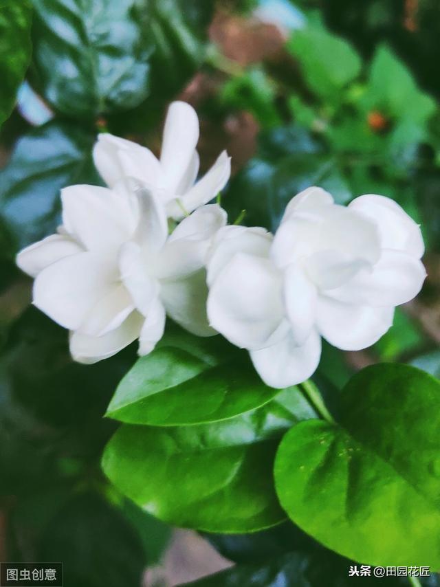 茉莉花 黄叶 只剩光杆？冬季管理要正确，直接关乎到来年的花量
