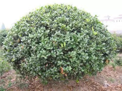 景观植物姿态全了解，都在这里啦，景观人必备