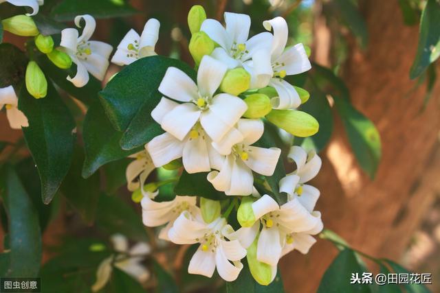 九里香 不开花 有病虫害？这样养护枝繁叶茂，花香四溢 无病虫害