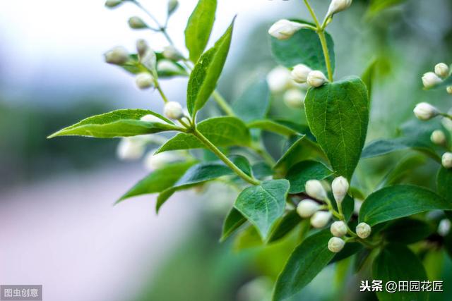 茉莉花 黄叶 只剩光杆？冬季管理要正确，直接关乎到来年的花量