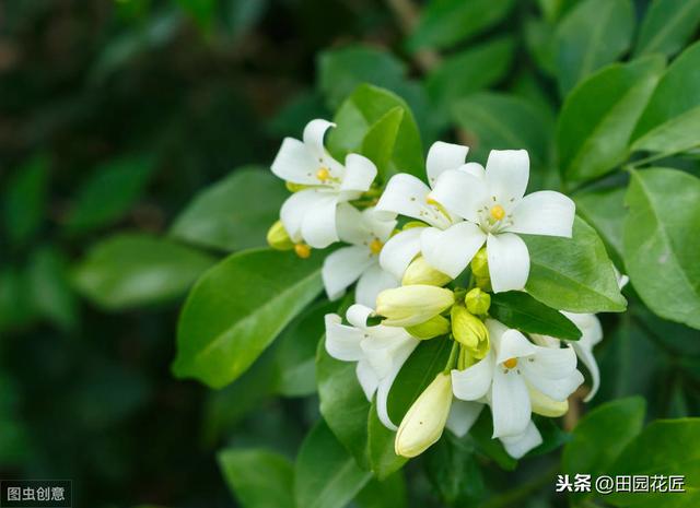 茉莉花 黄叶 只剩光杆？冬季管理要正确，直接关乎到来年的花量