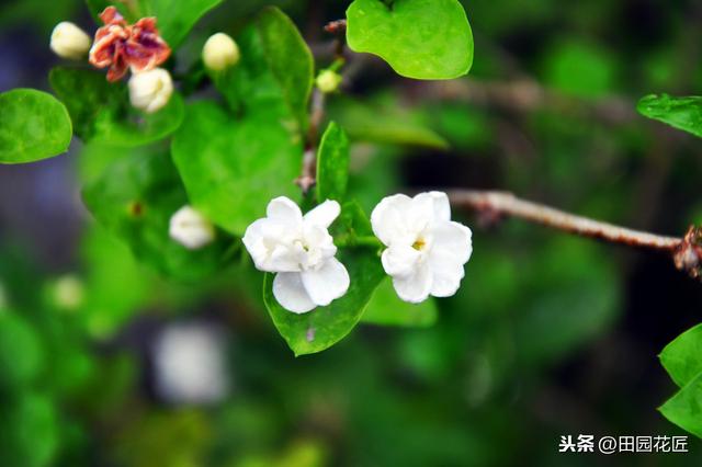 茉莉花 黄叶 只剩光杆？冬季管理要正确，直接关乎到来年的花量