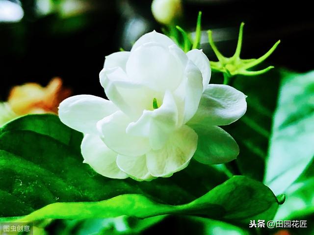 茉莉花 黄叶 只剩光杆？冬季管理要正确，直接关乎到来年的花量