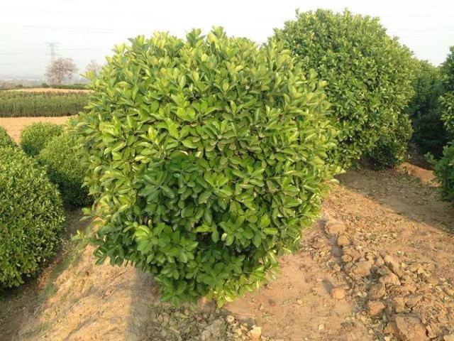 景观植物姿态全了解，都在这里啦，景观人必备