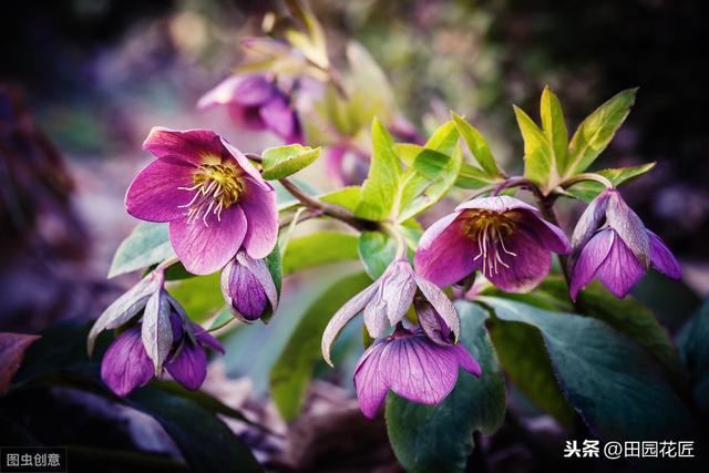 铁筷子——冬季到春季开花不断，耐零下30度，养殖方法详细介绍