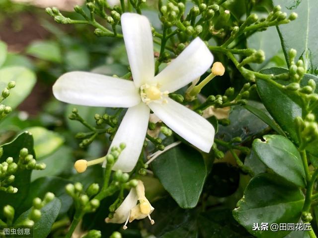 九里香 不开花 有病虫害？这样养护枝繁叶茂，花香四溢 无病虫害