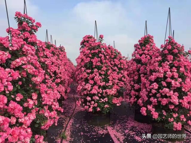 中国花园景观离世界级水准还有多远