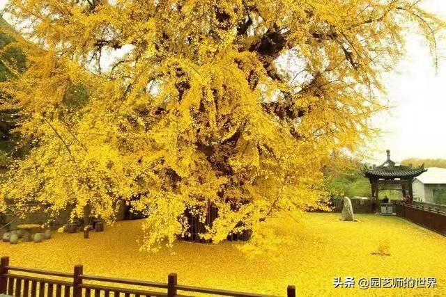 中国花园景观离世界级水准还有多远