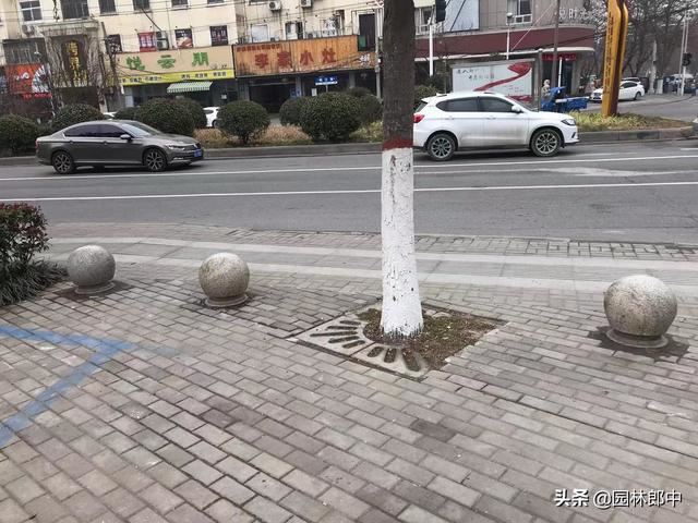 路边广玉兰，越长越秃顶，问题究竟出在哪儿？