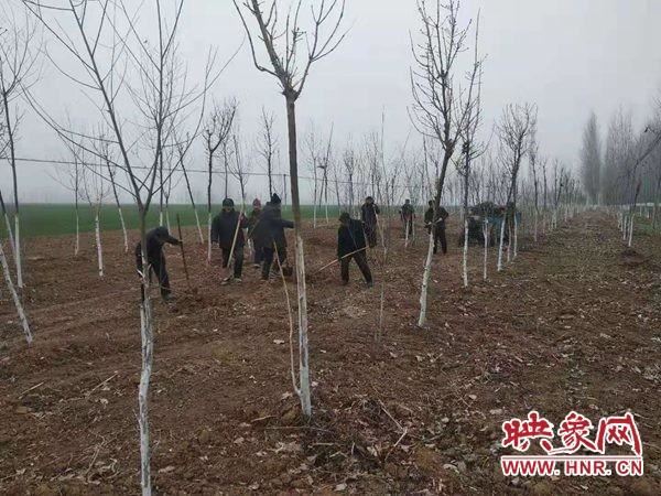 汝南县老君庙镇多措并举加快国土绿化进度