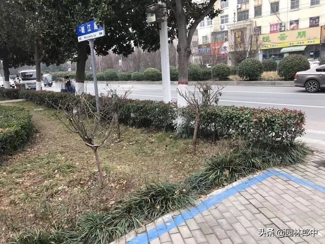 路边广玉兰，越长越秃顶，问题究竟出在哪儿？