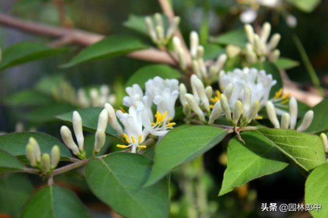 冬日里的金银木，红果满枝头，点点真如豆