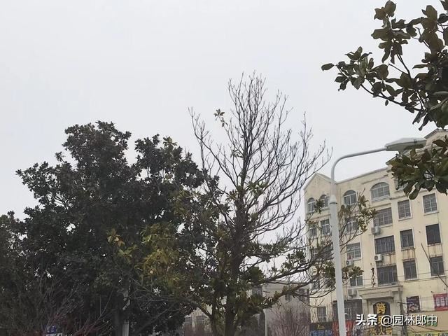 路边广玉兰，越长越秃顶，问题究竟出在哪儿？