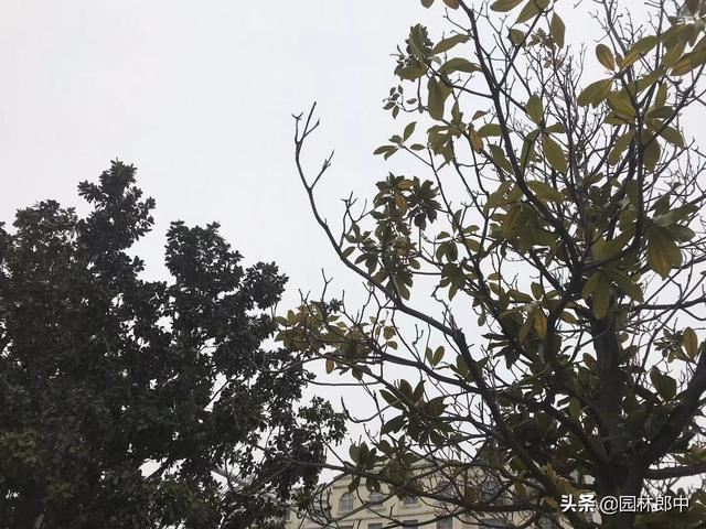 路边广玉兰，越长越秃顶，问题究竟出在哪儿？