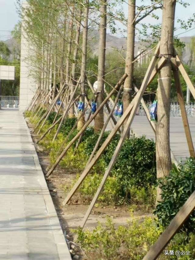 树木栽植有哪三个原则？