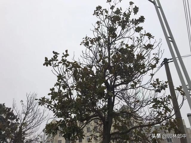 路边广玉兰，越长越秃顶，问题究竟出在哪儿？