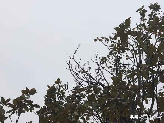 路边广玉兰，越长越秃顶，问题究竟出在哪儿？