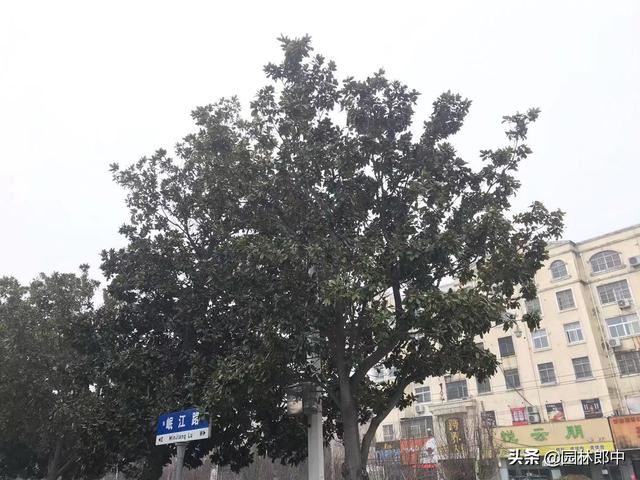路边广玉兰，越长越秃顶，问题究竟出在哪儿？