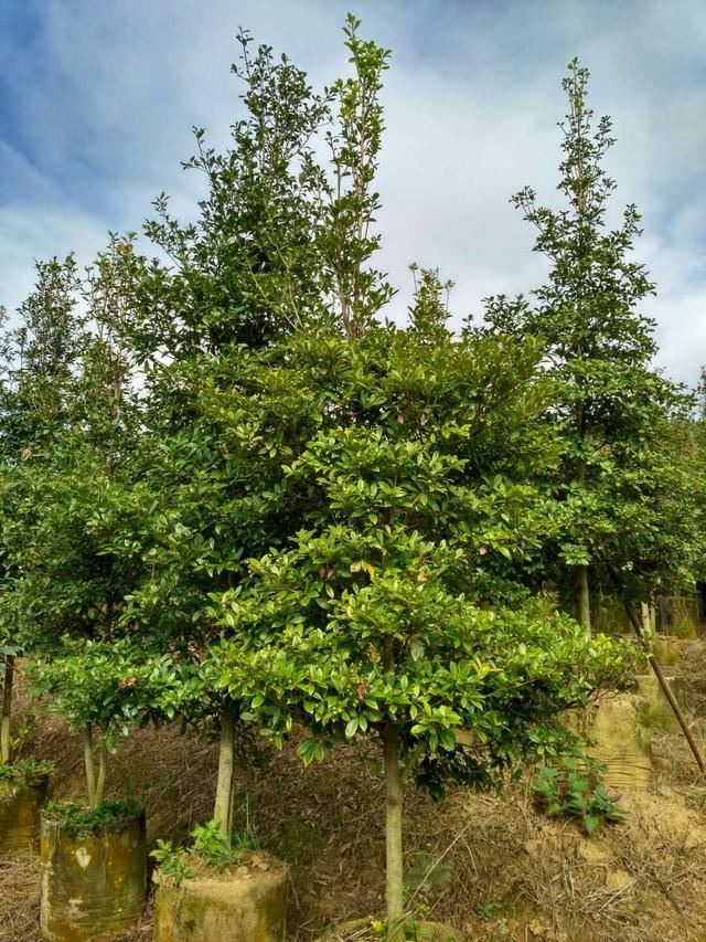 华南最美乡土树种——短序润楠的生物学特性