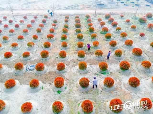 “冬闲”变“冬忙” ，老人也挣钱！如皋这个村种植苗木3600多亩，年销售4亿元～