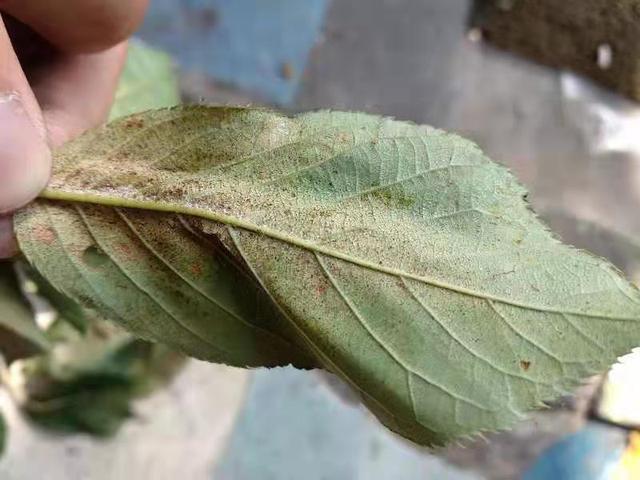 防治红蜘蛛，掌握这三种方法就够了