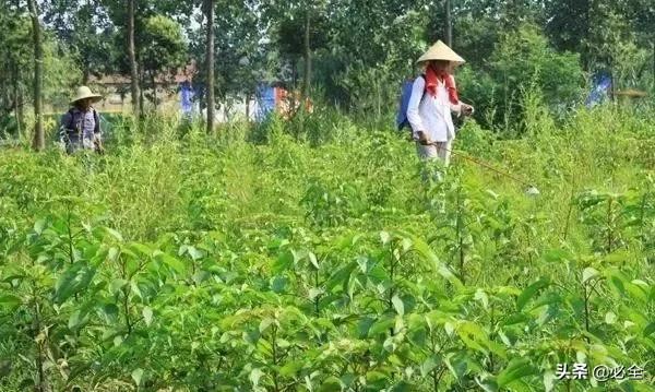2020年苗木想要挣钱之六点参考建议