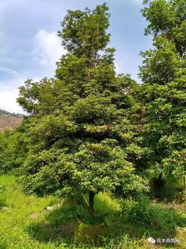 华南最美乡土树种——短序润楠的生物学特性