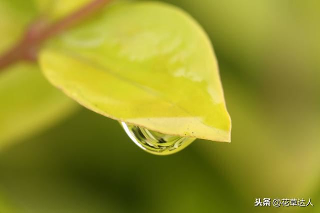 金叶女贞常见的病虫害以及如何防治经验分享