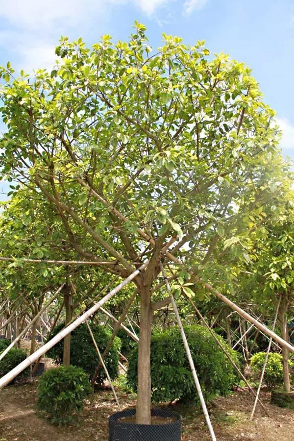 「精品」节约型园林城市建设首选树种—富贵榕