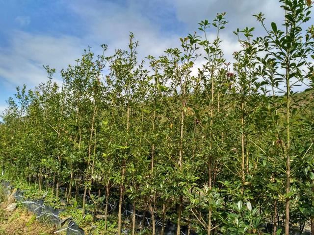 华南最美乡土树种——短序润楠的生物学特性