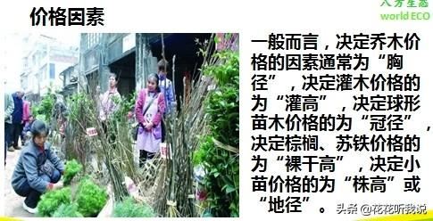苗木规格及专业术语