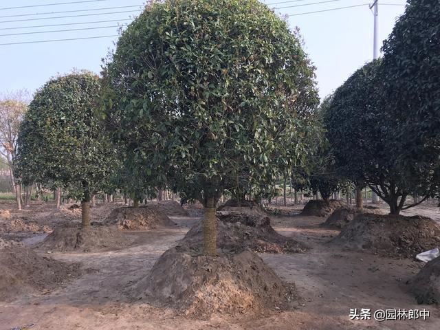 防冻措施年年做，苗木还是会发生冻害，可能是在保护部位上没弄清